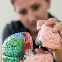 law and psychology student putting together a model of a brain