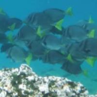 a group of fish underwater