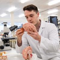 Student wearing a lab sits at a bench in a laboratory, surrounded by microscopes and technical equipment. He holds and takes a part a model of a human brain.