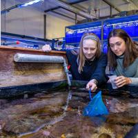 Two students use a small handheld net to collect samples from a large aquarium tank full of sea life.