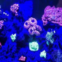 Fluorescent coral display