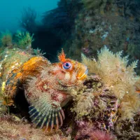 Fish on the ocean bed