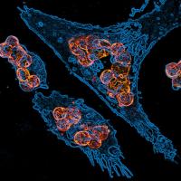 Macrophage: empowering the immune system to eliminate tumours