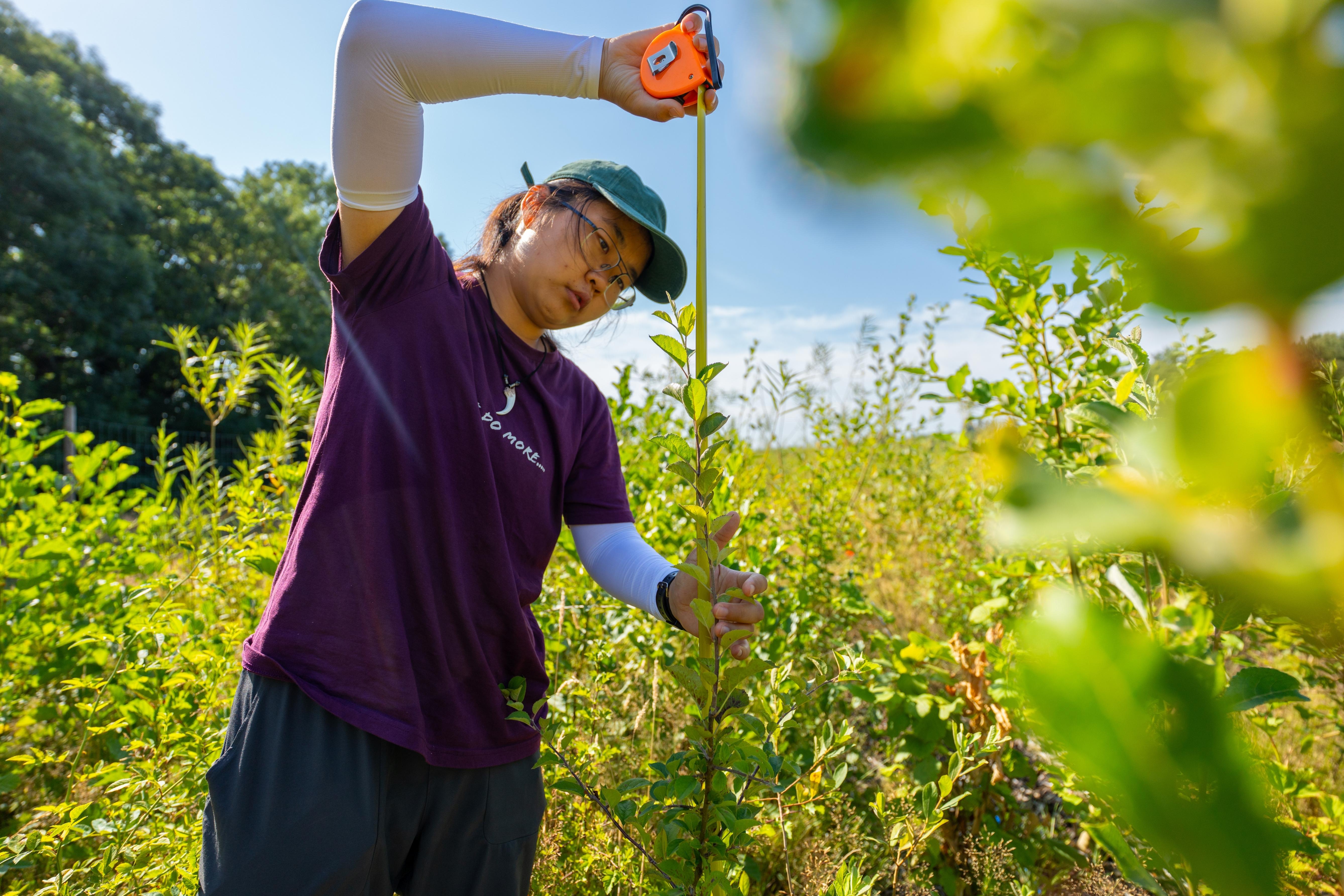 Student measuring the height of a young tree during fieldwork.