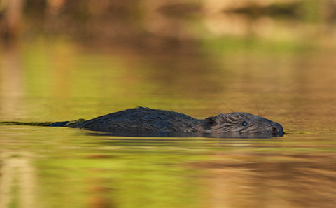 Beaver swimming