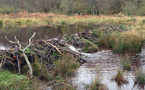 Beaver dam in Scotland