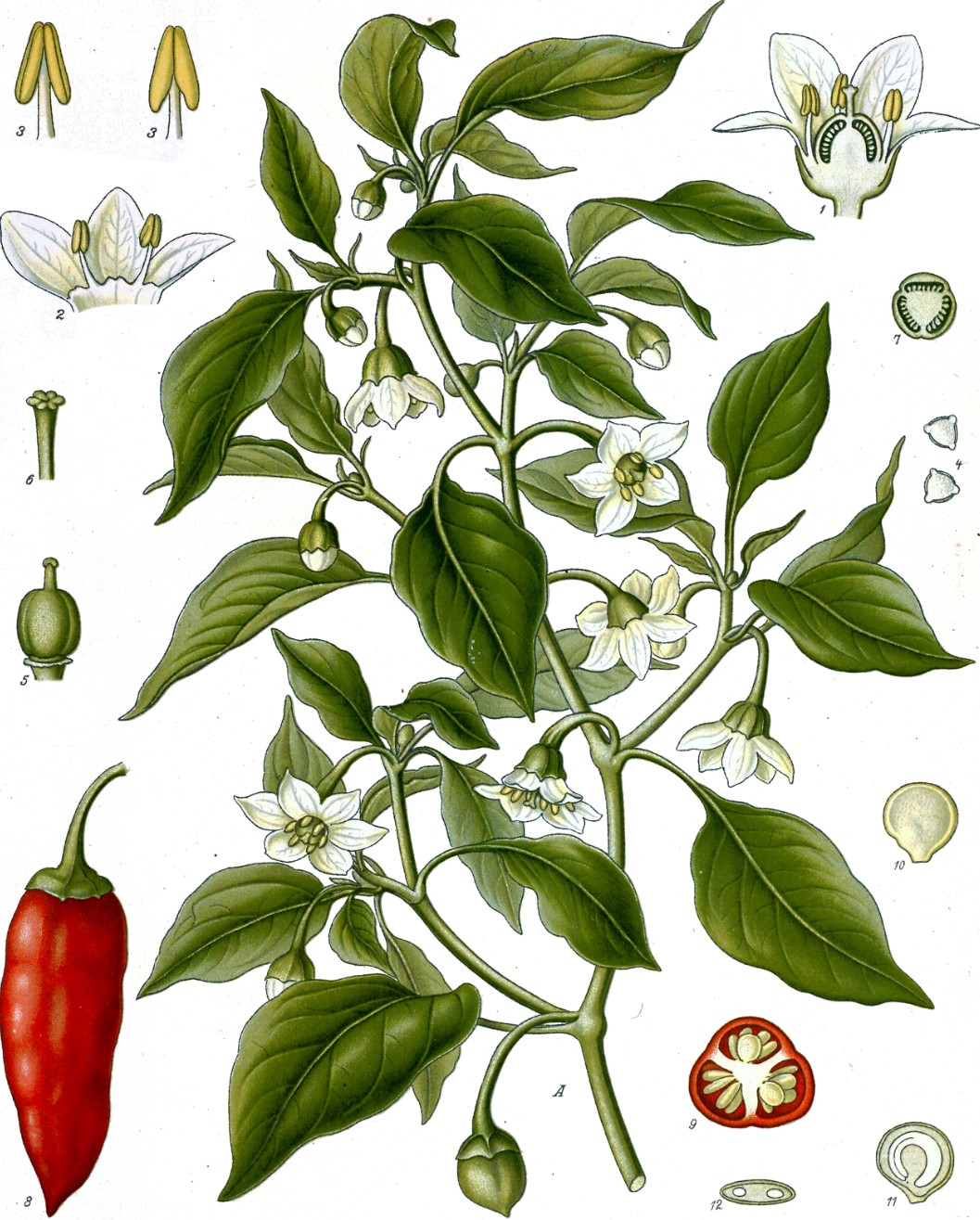 Capsicum annuum