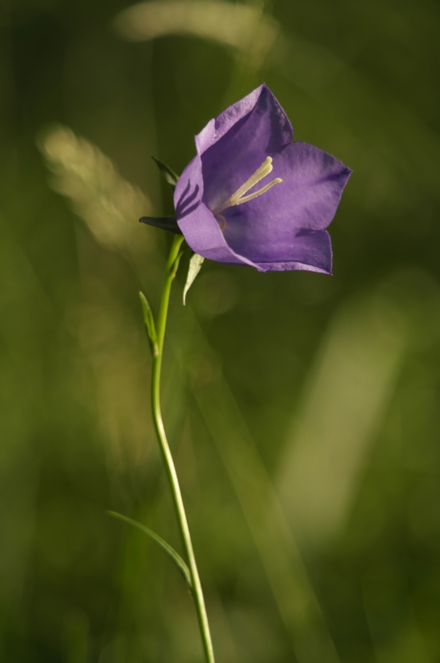 Campanula persicifolia