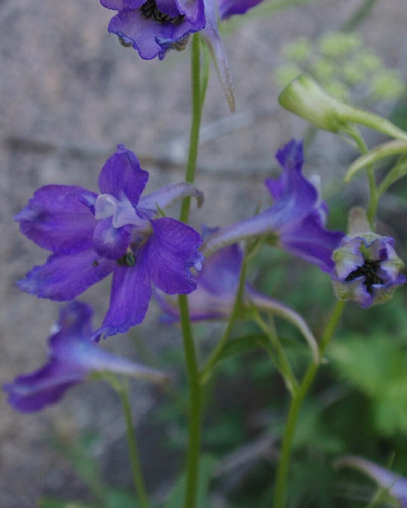 Delphinium polycladon