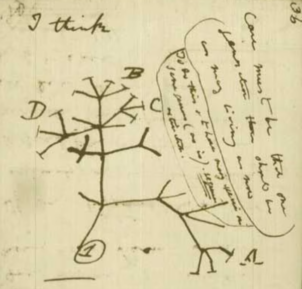 Tree of life