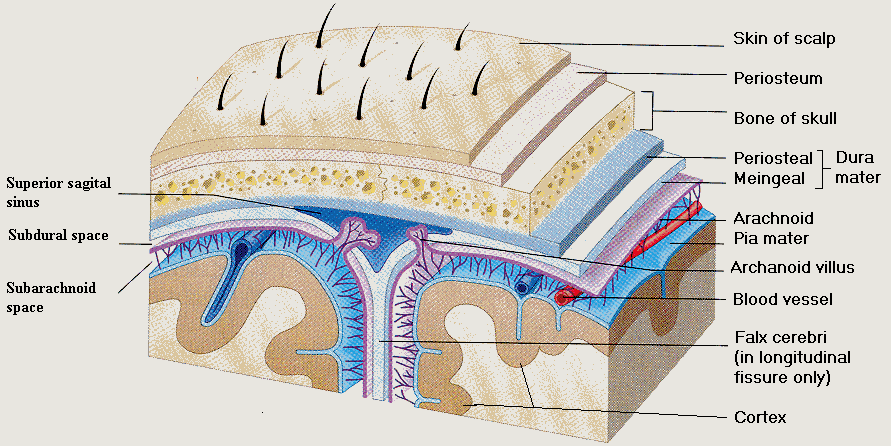 6 слоев жизни. Анатомия пяти слоев. Cortex layers. Cerebral Cortex Sagital. Subdural Space.