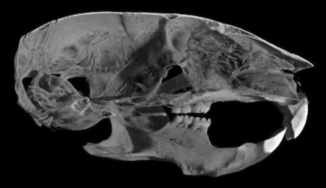 Tomographic reconstruction of a mouse skull